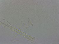 Thulinius saltursus image