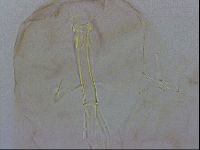 Thulinius saltursus image