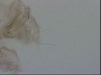 Thulinius saltursus image