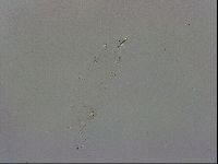 Thulinius saltursus image