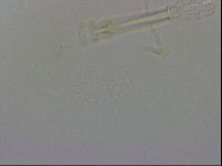 Thulinius saltursus image