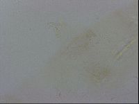 Thulinius saltursus image