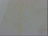 Thulinius saltursus image