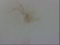 Thulinius saltursus image