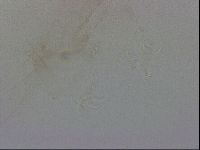 Thulinius saltursus image