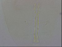 Thulinius saltursus image