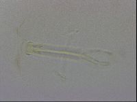 Thulinius saltursus image