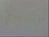 Thulinius saltursus image