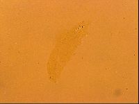 Thulinius saltursus image