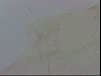 Thulinius saltursus image