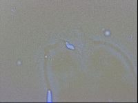 Thulinius saltursus image
