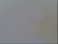 Thulinius saltursus image