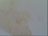 Thulinius saltursus image