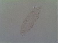 Thulinius saltursus image