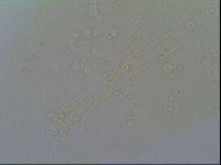 Thulinius saltursus image