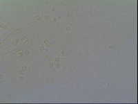 Thulinius saltursus image