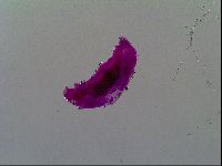 Thulinius saltursus image