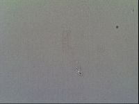 Thulinius saltursus image