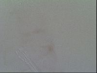 Thulinius saltursus image