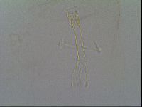 Thulinius saltursus image