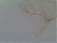 Thulinius saltursus image