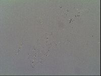 Thulinius saltursus image