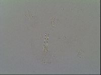 Thulinius saltursus image