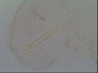 Thulinius saltursus image