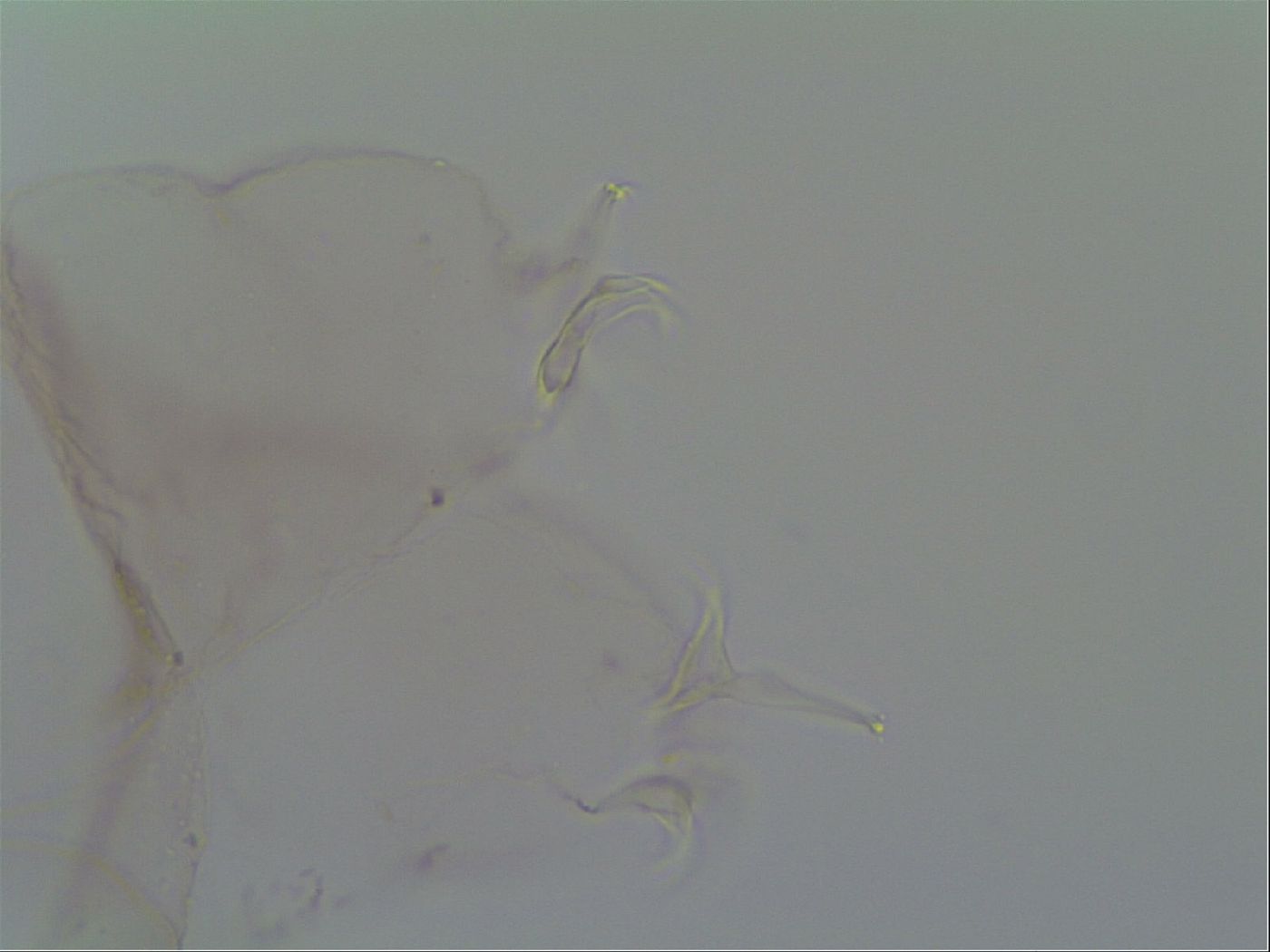 Thulinius saltursus image
