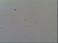 Thulinius saltursus image