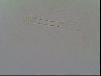 Thulinius saltursus image