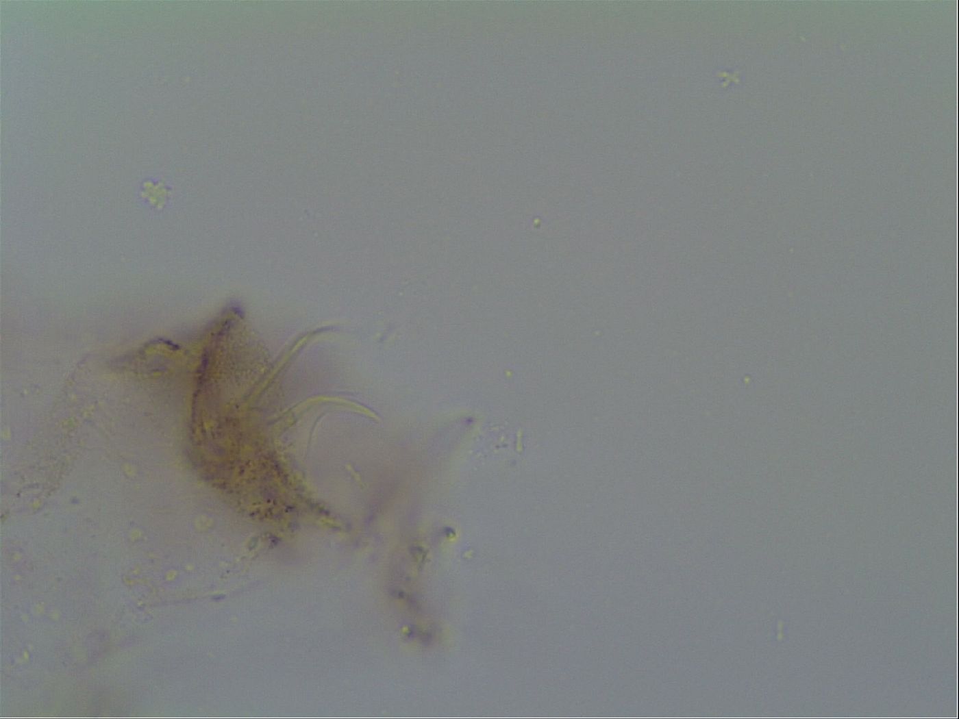 Thulinius saltursus image