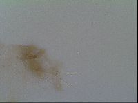 Thulinius saltursus image