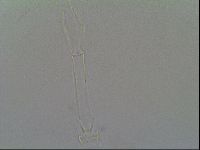 Thulinius saltursus image