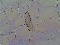 Thulinius saltursus image