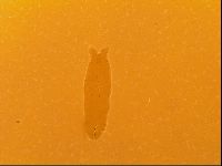Thulinius saltursus image