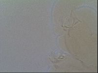 Thulinius saltursus image