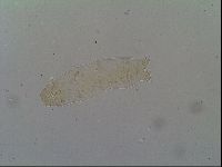 Thulinius saltursus image
