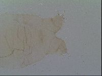 Thulinius saltursus image