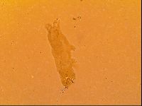 Thulinius saltursus image
