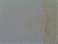 Thulinius saltursus image