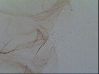 Thulinius saltursus image