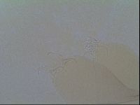 Thulinius saltursus image
