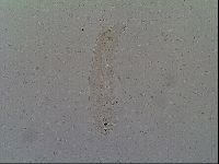 Thulinius saltursus image