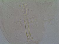 Thulinius saltursus image