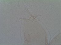 Thulinius saltursus image