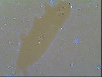 Thulinius saltursus image