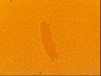 Thulinius saltursus image