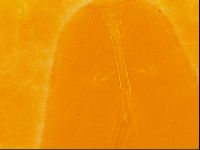 Thulinius saltursus image