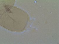 Thulinius saltursus image